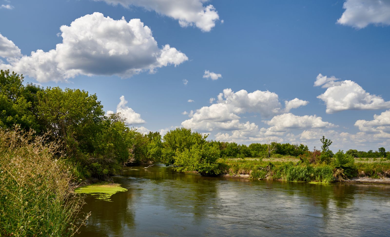 A calm river bordered by green trees under a sunny summer sky